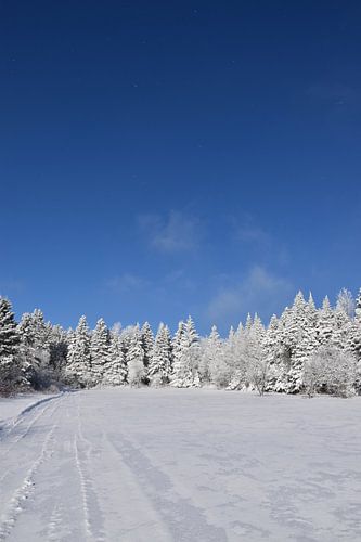 Een besneeuwd bos na de storm