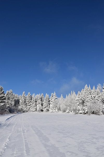 A snowy forest after the storm by Claude Laprise