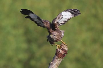 Buizerd (Buteo buteo) van Ronald Pol