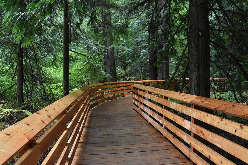 A Cathedral Grove Park Trail by Claude Laprise