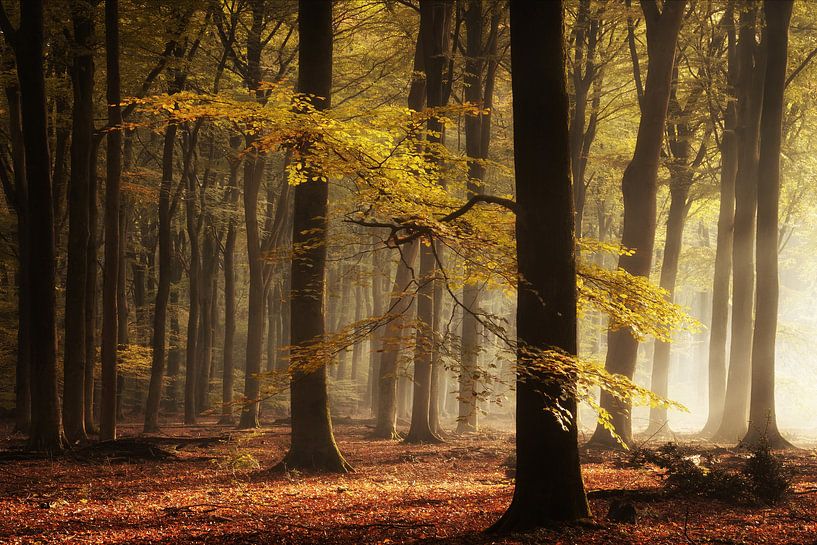 The right light by Martin Podt