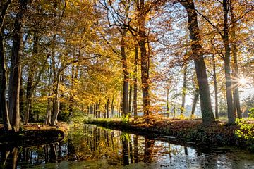 Bos in herfstkleuren van Pierre Verhoeven