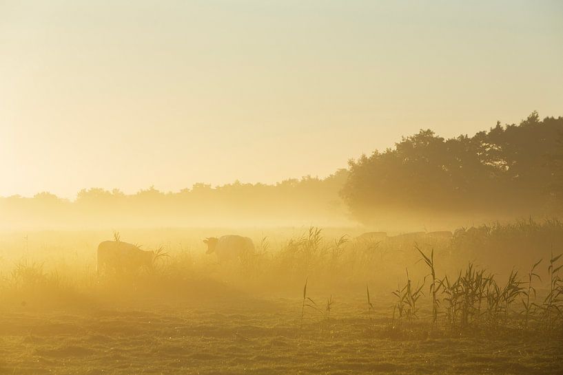 kühe im morgennebel bei giethoorn im nationalpark weerribben wieden von anton havelaar