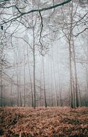 Hoge bomen in de mist