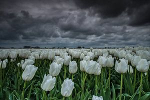 Weiße Tulpen von Tara Kiers