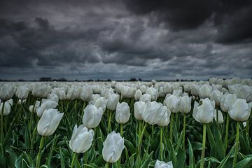 White tulips van Tara Kiers
