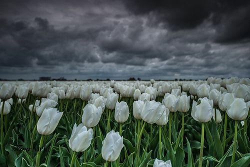 White tulips