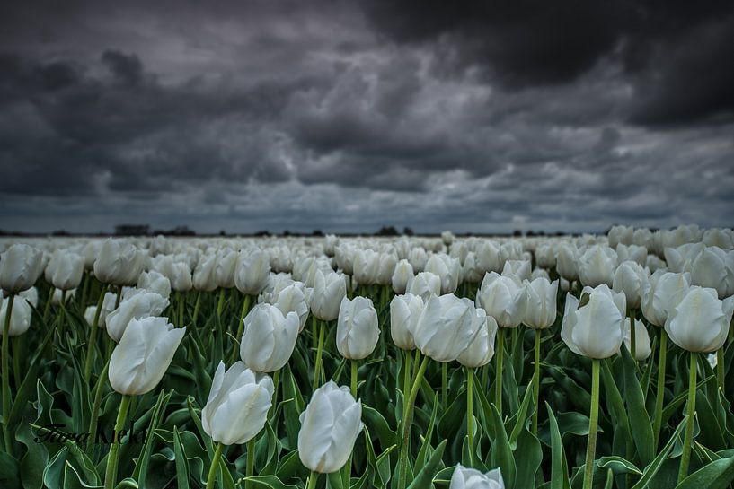 White tulips by Tara Kiers