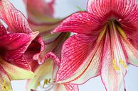 Amaryllis Macro van Sonja Waschke thumbnail