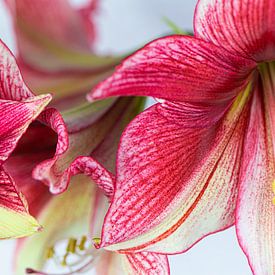 Amaryllis Macro by Sonja Waschke