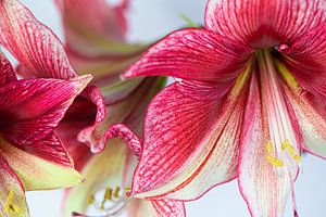 Amaryllis Macro sur Sonja Waschke