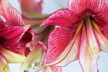 Amaryllis Macro von Sonja Waschke