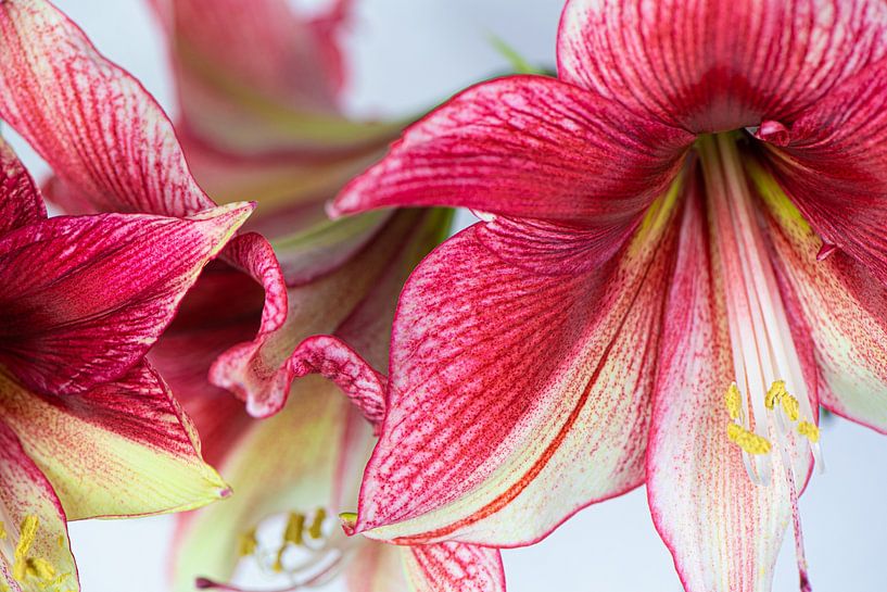 Amaryllis Macro van Sonja Waschke