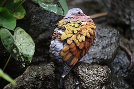 Tiere und Natur von Lennart Mans