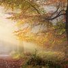 Misty autumn forest with golden light by Peter Bolman