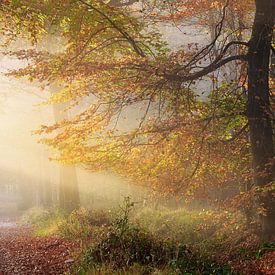 Misty autumn forest with golden light