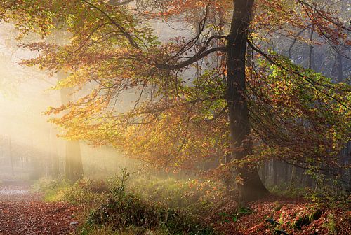 Forêt brumeuse d'automne avec une lumière dorée.