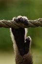 Apenhand van Sascha van Dam thumbnail