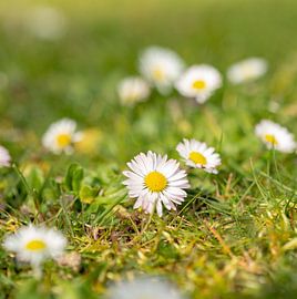 Flowers Spring by Mariusz Jandy