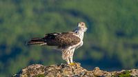 Hawk eagle looks around proudly on a rock