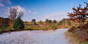 Herbst auf der Roode Beek @ Brunssummerheide von Rob Boon