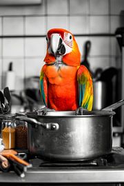 Parrot cooking by Poster Art Shop