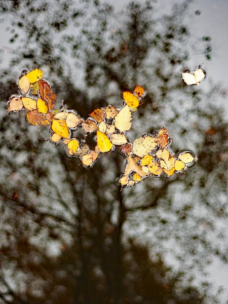 Eendagsboom, herfstbladeren op het water met in de achtergrond een kale boom van Anne Hana