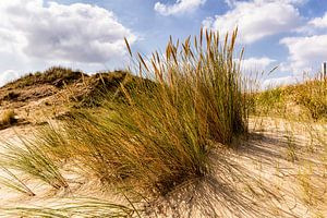 Herbe des dunes sur Rob Boon