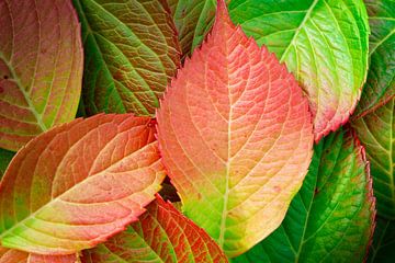Herfstbladeren in de kleuren rood, geel en groen van Nicole