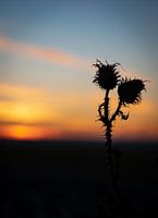 The silhouette