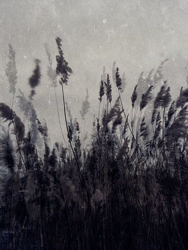 Wogendes Schilf in den Niederlanden