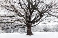 A Winter's Tale