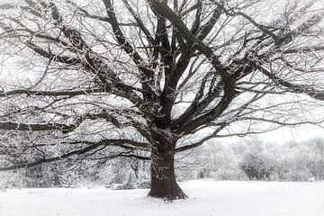 A Winter's Tale van Vladyslav Durniev