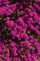 Bougainville