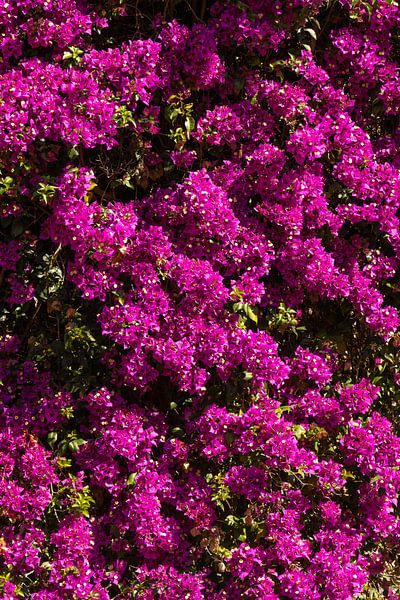 Bougainville par Mirthe Scheringa
