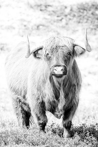 Highlander écossais par Corinne Cornelissen-Megens