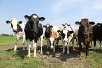 Nieuwsgierige koeien in de wei