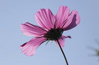 Roze Cosmea bloem in de blauwe lucht van Cora Unk thumbnail