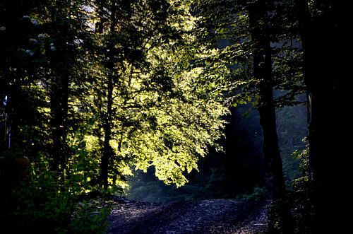 Licht in der Dunkelheit