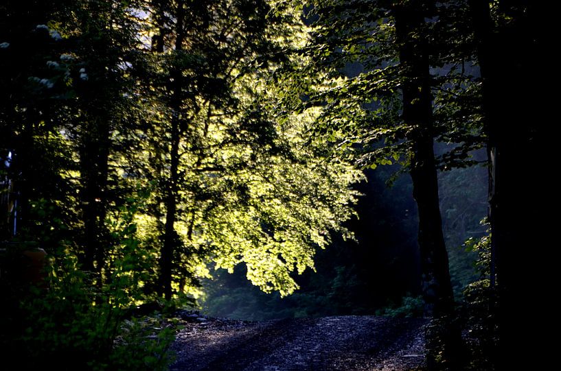 Licht in der Dunkelheit von Greetje Dijkstra