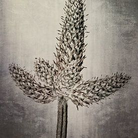 Wegerich - Plantago von Christophe Fruyt