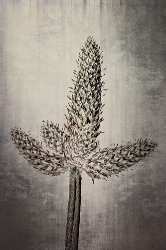 Weegbree - Plantago