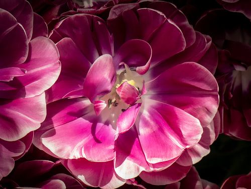 Tulpen in de Keukenhof