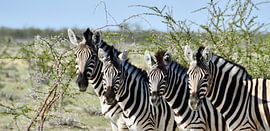 Just pose for the photographer  by Iduna vanwoerkom