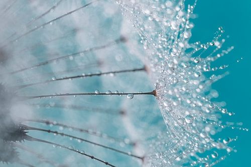 Looking through a fluff ball of a dandelion