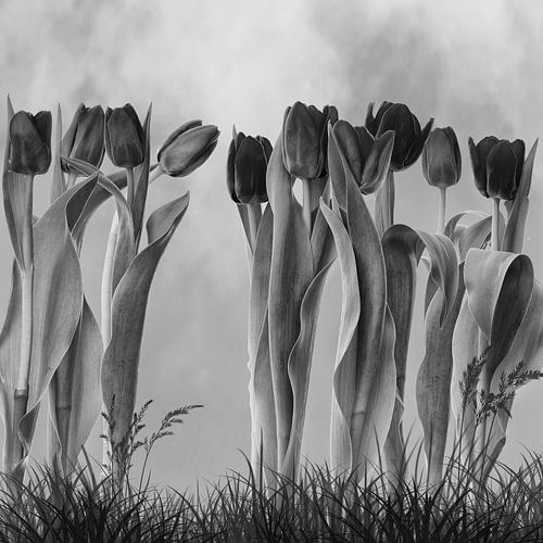 tulips in the garden by Klaartje Majoor