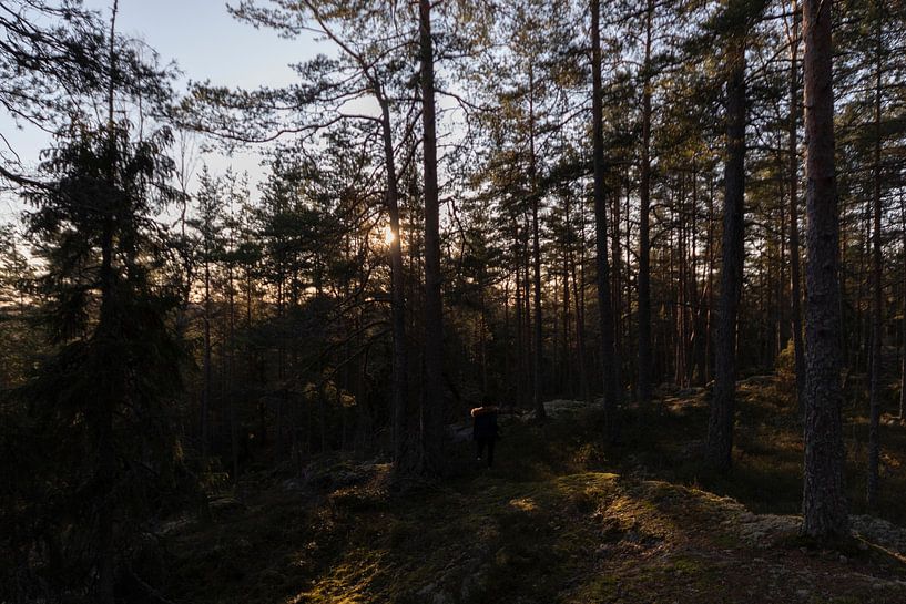 Une forêt au milieu de la Suède par Fabio Holkema