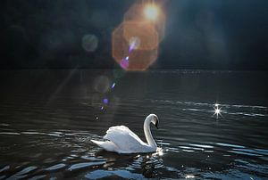Swan lake von Dennis Timmer