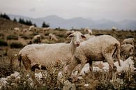 Sheep in the Turkish mountain landscape by Christa Stories thumbnail
