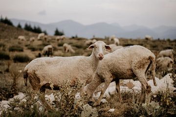 Sheep in the Turkish mountain landscape